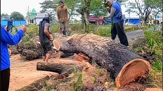 WORRY CROSSING THE STREET Cutting down trembesi trees for decades