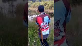 Gabus Monster #fishing #mancing #ikangabus