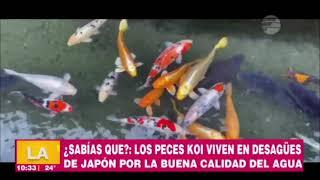 Los peces koi viven en desagues de Japón por la buena calidad del agua  Informe en VLV