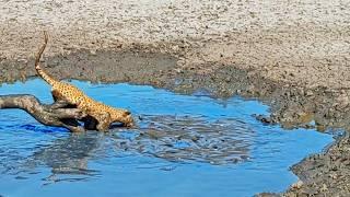 Leopard Dives into Muddy Water to Catch Fish