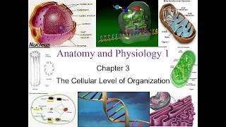 Chapter 3 The Cellular Level of Organization
