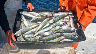 We Sold Hundreds of Pounds of TRASH Fish Commercial Fisherman Day in the Life