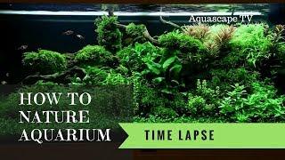 How to Setup Beautiful Nature Aquarium  Aquascape TV