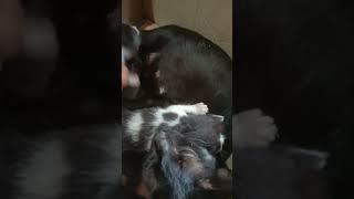 Kucing menyusui 6 ekor  anak #shorts #videoshorts