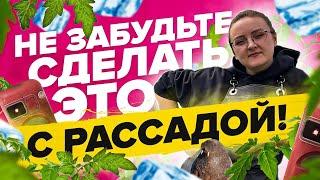 ЗАКАЛКА РАССАДЫ И СРОК ВЫСАДКИ