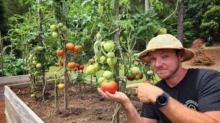 7 Mistakes to AVOID When Growing Tomatoes Are You Guilty of These?