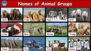 Animal Group Name  Collective noun for animals  Animal groups  Group of Animals  ANIMAL GROUPS