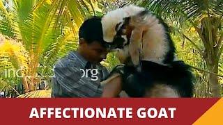 Affectionate Goat playful as any other pet- Jamnapari Goat  Best Quality Goat Breeds  Funny video