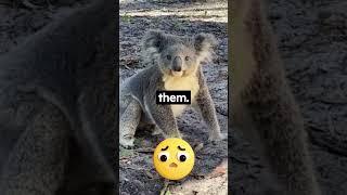 7 Weird #Facts About #Koala Amazing Fact About #Animals Life #shorts