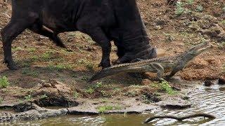 Crocodile Gets In The Way Of Angry Buffalo