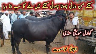 Very Beautiful Heavy Weight Male Female Buffaloes On Gondal Maweshi Mandi By My Life Channel