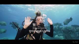 The Great Barrier Reef -Milln Reef OrcaTorch D950V  D910V Underwater Video Light