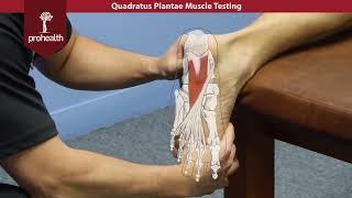 Quadratus Plantae Muscle Test Palp Dr Vizniak Muscle Manual