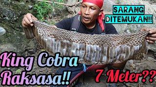 Keberadaan King Cobra +_ 7 meter di temukan? Inikah King Cobra terbesar dari alam liar??