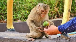 Monkey Moka Getting Electrocuted After Touching An Electric Pole