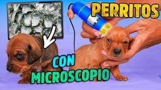 PUPPIES UNDER THE MICROSCOPE  VLOG POLYNESIANS