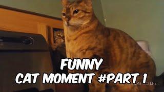 Funny cat compilation  Funny Cat Moment  PART 1