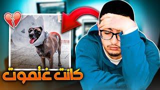 كلبتي مافيا ضربها حلوف  وأنا هو السبب 