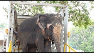 Elephant Rescue Welcome Home Dok Koon - ElephantNews