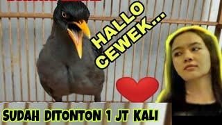 VIRAL BURUNG JALAK KEBO BISA NGOMONG HAI CEWEK DLL. GENIT BANGET