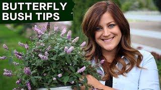 Butterfly Bush Care Tips  Garden Answer