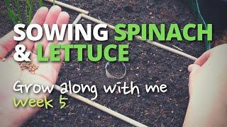 Sowing Spinach & Lettuce  Grow Along With Me - Week 5