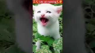 Cat Meowing ️️Cat Sound Cute Cat Videos #shorts #cat #cats #dog #puppy #catlover #catfunnyshort