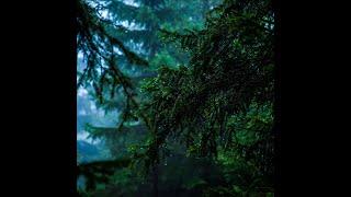 Rain Sounds 4 Hours No Music  Forest Rain ASMR For Sleep Study And Relax