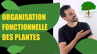 COURS DE TERMINALE SPÉCIALITÉ SVT CHAP.8 LORGANISATION FONCTIONNELLE DES PLANTES À FLEURS