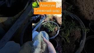 Высаживаю алиссум в кашпо. #дача #посев #огород #сад #garden #цветы #plants