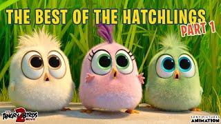 The Angry Birds Movie 2  Best of the Hatchlings  Part 1