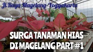 SURGA TANAMAN HIAS DI MAGELANG PART#1