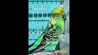 রিমাল এর ইফেক্ট  #birds #pets #budgies #parakeet #birdsounds @AnvarasAviary04