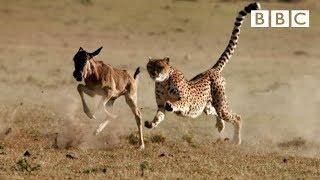 Cheetah chases wildebeest  The Hunt - BBC One