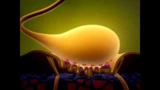 Neuromuscular Junction Anatomical Structure