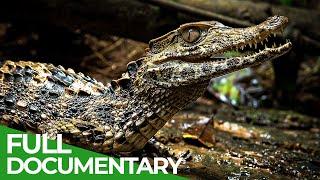 Uncharted - The Beautiful World of the Amazon  Free Documentary Nature