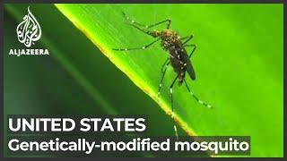 Genetically modified mosquito trial to reduce spread of disease