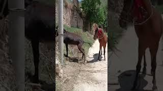 Big horse mating with small donkey very painfull  horse mating with donkey  videos #shorts