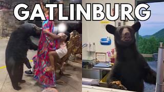 Gatlinburg Tennessee Bears Getting Too Close For Comfort