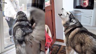 Husky Complains To Family Who Left Without Him