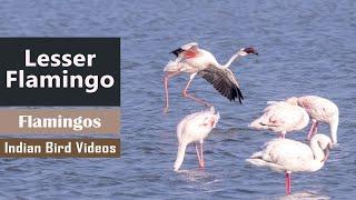 Lesser flamingo - A bird in Sub Saharan Africa and India 