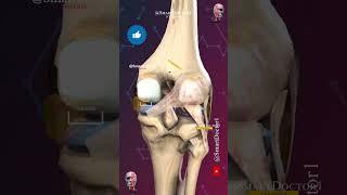 The knee joint  Patellofemoral pain syndrome 