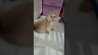 Lala kucing lucu #meong