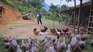 Clearing the garden increases the area for the chickens and ducks to live.