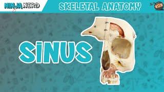 Sinus Skull Anatomy