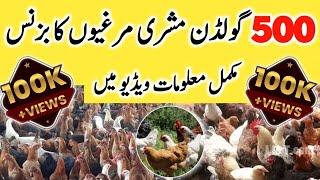 Golden misri business in pakistan  poultry farm business idea  500 hens Farming 2024