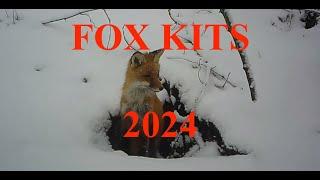 2024 - Fox with Injured Left Paw and 8 Kits