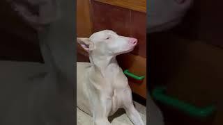 Reina White Doberman Philippines