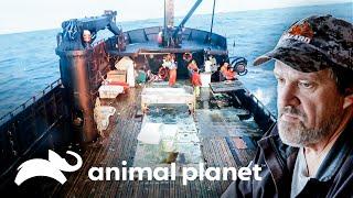 Tripulações de Wizard Time Bandit se ajudam no meio do oceano  Pesca Mortal  Animal Planet Brasil