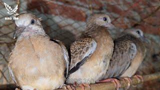 beautiful baby dove